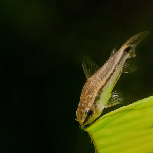 Corydora pigmeus