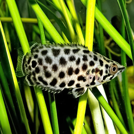 Gurami leopardo