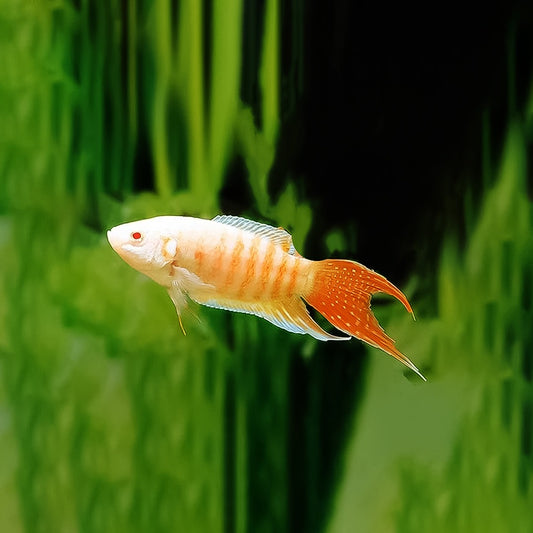 Gurami paraiso albino