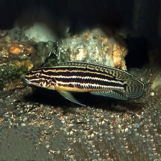 Julidochromis regani