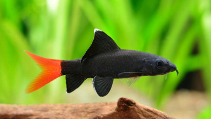 Labeo arcoiris o labeo bicolor