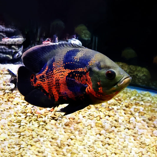 Oscar tigre