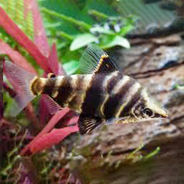 Pez Abramitis
