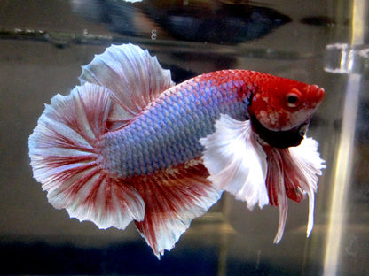 Betta macho dumbo