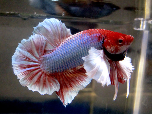 Betta macho dumbo