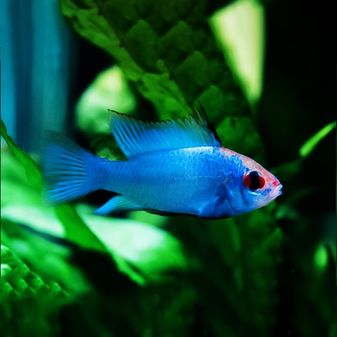 Ramirezi Azul