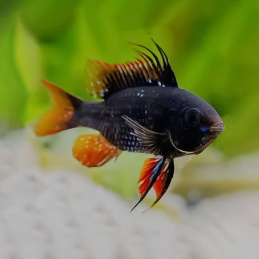 Ramirezi black