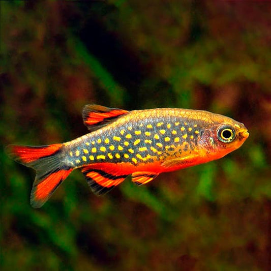 Rasbora galaxy
