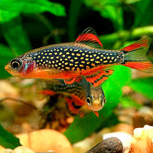 Rasbora galaxy